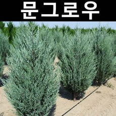 문그로우 키60cm(분) 1개/나무 묘목/상록수/조경용
