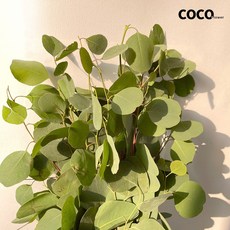 유칼립투스폴리안