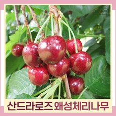 체리나무 묘목 왜성체리 콜트대목 산드라로즈 접목1년생 뿌리묘 1개