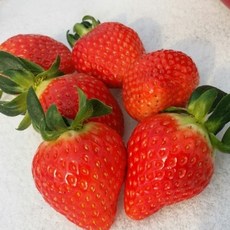 유기농 러브팜 친환경 무농약 냉동특품딸기4kg, 1개, 4kg(1kx4팩)