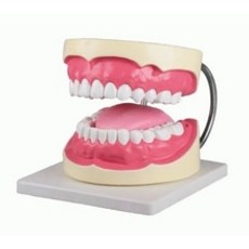 구강교육치아모형대형