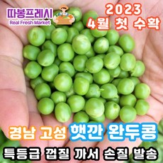 따봉프레시 국내산 2022 햇깐 프리미엄 완두콩 이유식용 요리용, 햇깐 완두콩 1kg, 1개