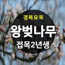 [경북농원] 왕벚나...