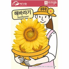 아시아종묘/꽃씨앗 해바라기(50립x3)