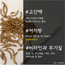 성장곤충