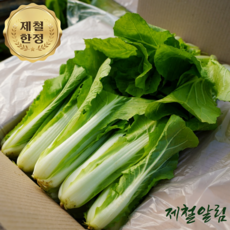 제철알림 국내산 생 얼갈이 400g 1kg, 1개