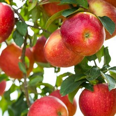 스테비아사과 TOP01