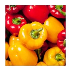 친환경재배 국산 파프리카 2kg (혼합), ONE COLOR, ONE SIZE