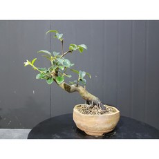 일세모과
