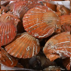 통영 생물 홍가리비 1kg 2kg 3kg 5kg 세척 가리비 제철 손질 조개 구이, <a.2> 홍가리비 2kg., 1개” width=”90″ height=”90″><span class=