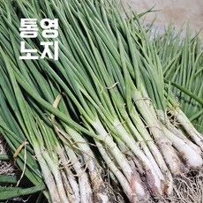 통영 노지에서 자란 싱싱하고 건강한 흙쪽파 쪽파 산지발송, 흙쪽파 1kg, 1개