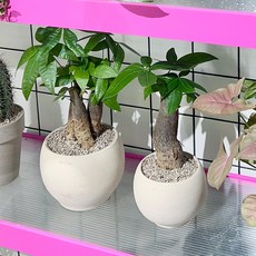 키우기 쉬운 공기정화 식물 파키라 - 화분 2type