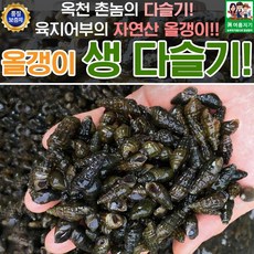 올갱이 생 특 다슬기 1kg