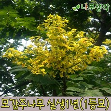 c80aea42472bb73752662e498a32c2137aa0fabe91557b235b66ee5b895d.jpg
