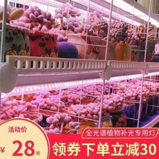 식물용 전구 보온 코벨론 led 전광판 생장등 다육채소 난초 꽃보광 태닝 방제상색, 01 기타, 오류 발생시 문의 ( 엔씨피글로벌 5 ), 오류 발생시 문의 ( 엔씨피글로벌 5 )