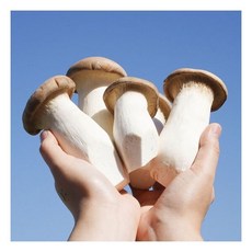 무농약 새송이버섯 (못난이) 2kg / 진한 버섯향 쫄깃한 식감 삼대장, 무농약 새송이버섯 (못난이) 2kg / 진한 버섯향 쫄, 1개