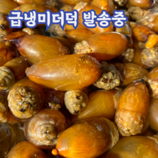 산지직송 진동 생물 미더덕 참미더덕 당일채취 횟감가능, 참미더덕_500g, 1개