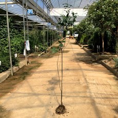 [꽃나무] 미국낙상홍 키120cm 묘목