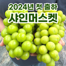 샤인머스켓 TOP01