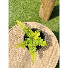 무늬보스턴고사리