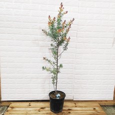 자엽아카시아