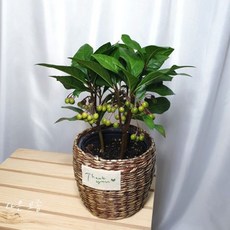 화분 공기정화식물 실내인테리어 천냥금 생화 관엽, 상세페이지 참조