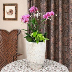 푸시아베리플라워