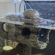 터틀홈 터틀 로그 거북이 육지, 1개, 1kg