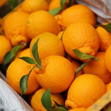 프레시퍼스트 제주 한라봉 가정용 선물용 프리미엄 과일세트 1kg 5kg, 제주 한라봉 중과 5kg/18-23과