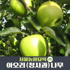 사과나무묘목