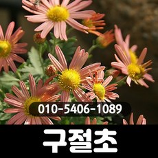구절초-피치(오렌지) : 8cm분/5개/보람농원C