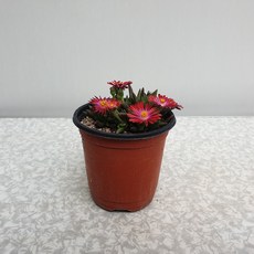 4db9a39f23dd3be9698e9356a69e2d67124a7bb9c3dfc3a4712b1b73e629.jpg