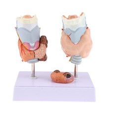 QDY 확대 된 인간 갑상선 해부학 모델 정상 및 병리학 질환 확대 된 인간의 갑상선 해부학 적 모델