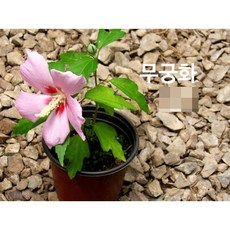 무궁화 모종 4개