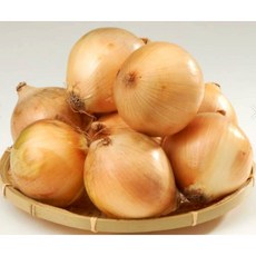 햇양파15kg