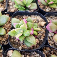 취설송