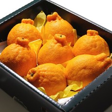 백세인생 향긋한 달콤새콤 제주 한라봉, 선물용, 1박스, 3kg