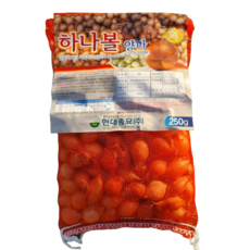 양파모종