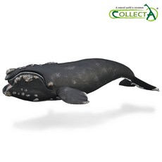 컬렉타 남방참 고래 해양 동물 피규어 장난감 모형 인형