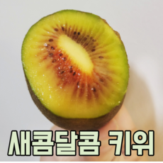 제주 골드 키위 3kg 5kg