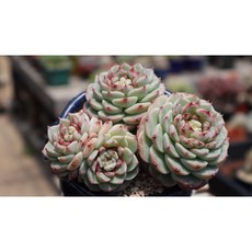 묵은 레드벨벳자연군생 수제공방분 분째배송 키우기쉬운 다육식물