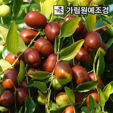 대추나무 리자오 다왕자오 대왕대추 유실수 가림원예조경, 리자오(사과대추)나무 R3cm내외 결실주 분묘, 1개