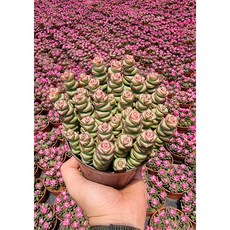 루페스트리 crassula rupestris 다육이 탑돌이 인테리어 플랜테리어 고급다육이 반려식물