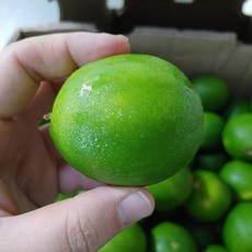 멕시코 라임 20과 (과당 90g 내외), 5개, 과당 90g내외