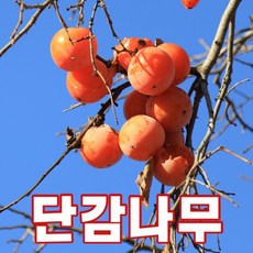 감나무묘목 3년생 결실주 단감 대봉, 단감나무, 1개