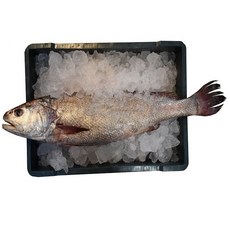 자연산 민어 한마리/ 접시로 손질(3kg), 3kg, 1개