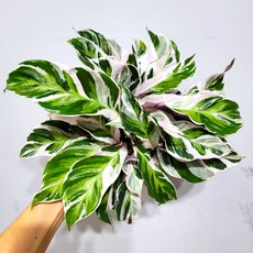 칼라데아퓨전화이트