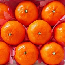 제주자연 제주 프리미엄 고당도 레드향 가정용, 1개, 3kg 소과(13-20과)