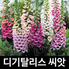 디기탈리스 씨앗 꽃씨 꽃씨앗 digitalis seed 1000알