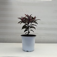 홍공작